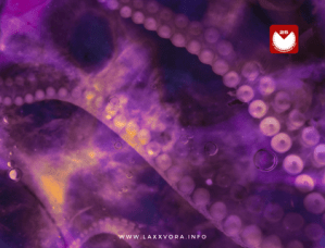 “Vervain” di AFAR, Laut & Luise in playlist SATURATED!&nbsp;💊💊💊